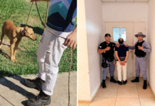 Detuvieron a un hombre de 76 años que golpeó brutalmente a una perra
