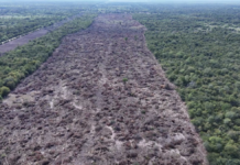 Alerta ambiental en el Chaco: desmontaron 1.800 hectáreas de bosque nativo